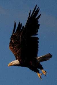 Bald Eagle