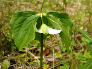 Nodding Trillium