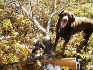 Grouse Hunting
