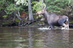 Moose